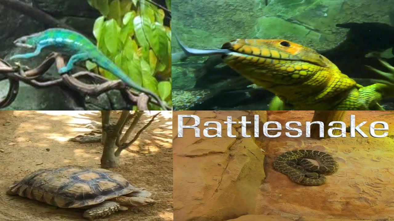 🇸🇬Singapore Zoo Video |🐍Snake |🐢Turtle |🦎Lizard |🐊Crocodile |🐸Frog  |🕷Spider |🦎Gecko |🐉Dragon | Part2