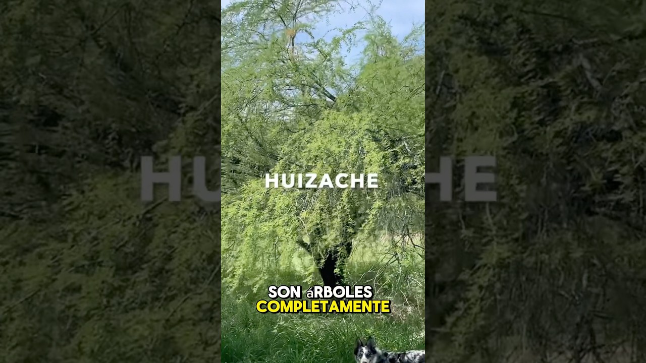 Diferencia Entre Mezquite Y Huizache 🌿🌳 #shortvideo #short #short #shortsvideo #shortsfeed