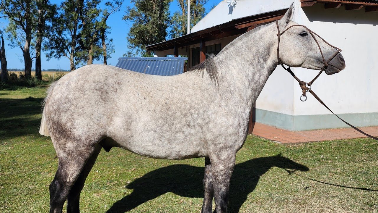 VENDIDO__tordillo pesado, nuevito muy gaucho $2.400.000