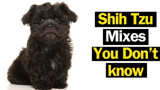 15 Shih Tzu Crossbreeds Guaranteed to Melt Your Hearts by Animal Guide 911 views 2 weeks ago 8 minutes, 22 seconds