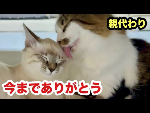 最後の夜】保護子猫の親代わりを努めた猫 - YouTube