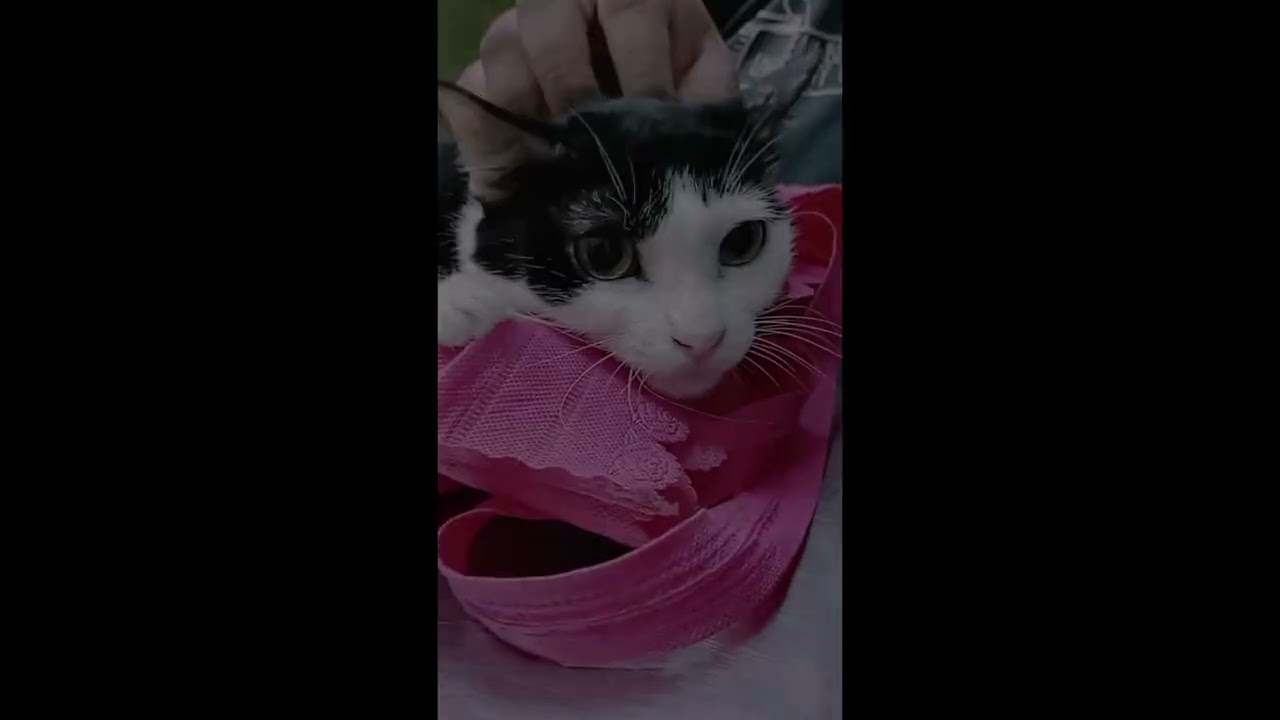 Subcut Ke 10 | Dua minggu momi tak pergi Vet apalagi meraung lah puteri nenek 😅