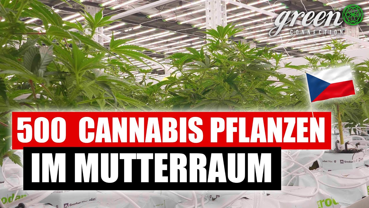 Wie Cannabis in Tschechien angebaut wird | Oreoz & Jack Herer | Tschechien Connection pt.1