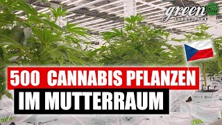 How cannabis is grown in the Czech Republic | Oreoz & Jack Herer | Czech Republic Connection pt.1