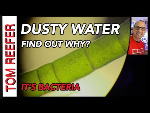 Vídeo: Bacteris per a tanques: ressenyes i recomanacions d'ús