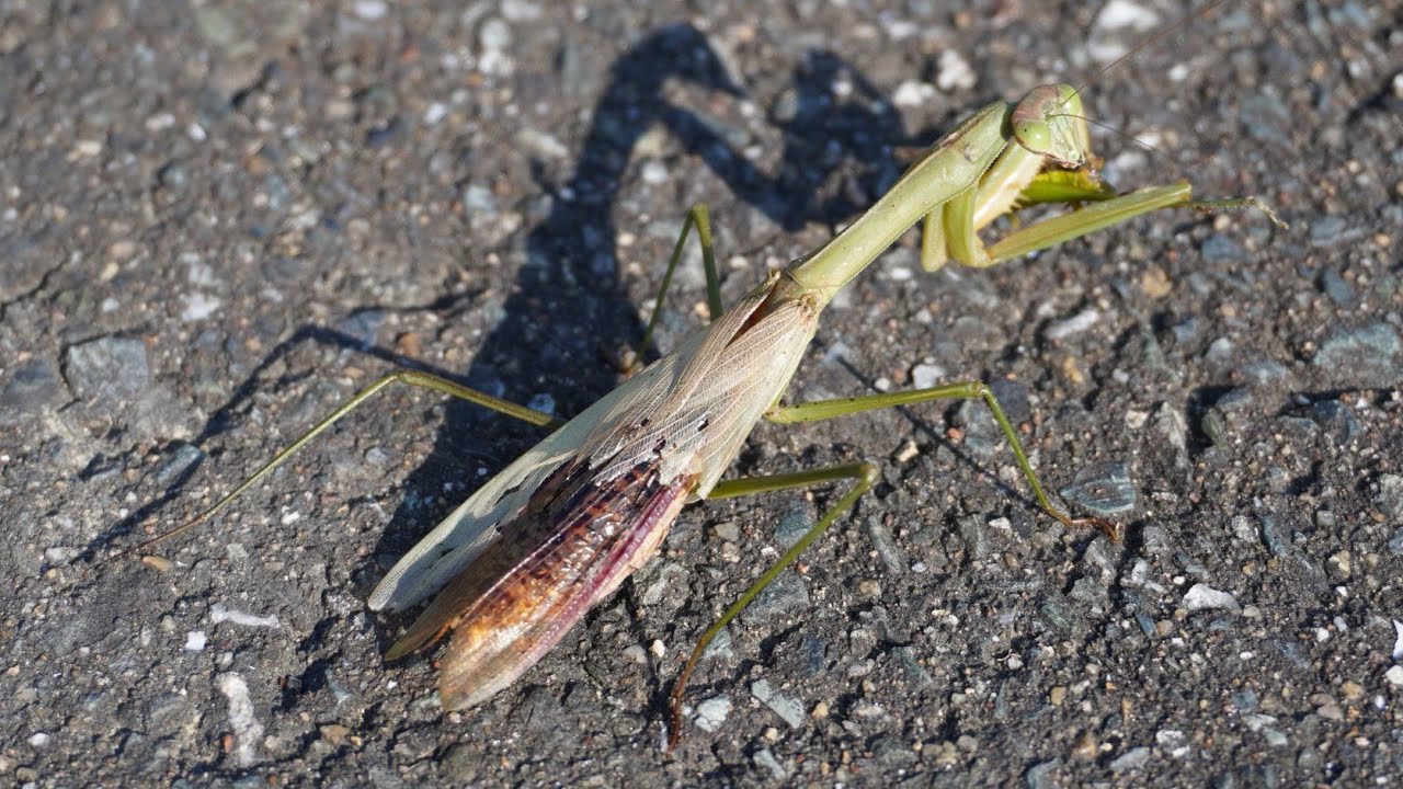 歴戦を潜り抜けてきたカマキリがもはやかっこいい Youtube 歴戦を潜り抜けてきたカマキリがもはやかっこいい Youtube