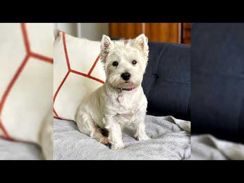 Vidéo: Comment choisir un West Highland White Terrier