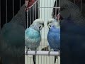 🫶🏻.  #budgies #bestfriends #chirping #love #blue #skyblue #chikuu #guguu