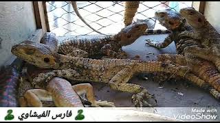 معروضات مزرعة الفيشاوي في سوق الجمعة سوق السيدة عائشة screenshot 5