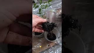 Коли любов до квітів незкінченна. Пересадка моїх рослинок#garden #квіти #плющ #каріоптеріс👍