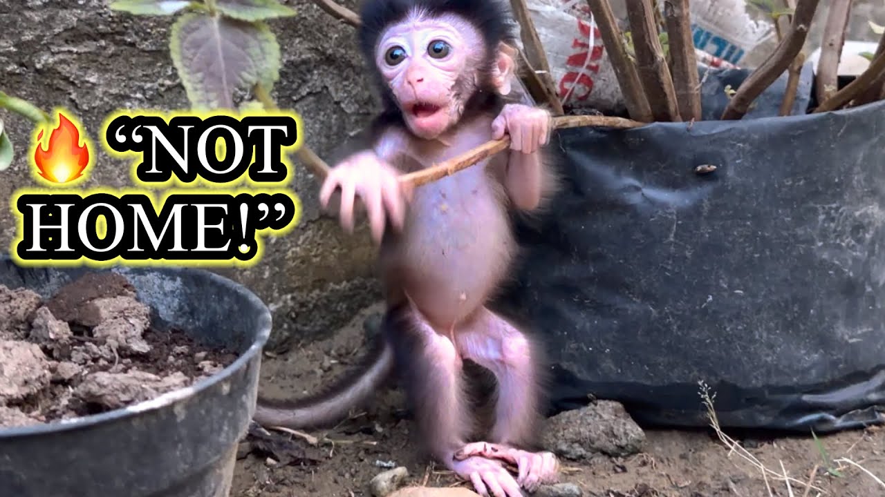 Heartbreaking! Baby Monkey Lucy Refuses to Go Home Without Her Mom
