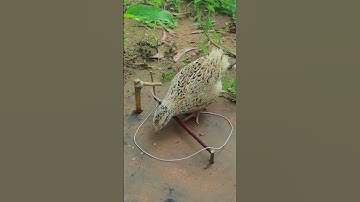 Unique creative quail trapping DIY #shorts #youtube