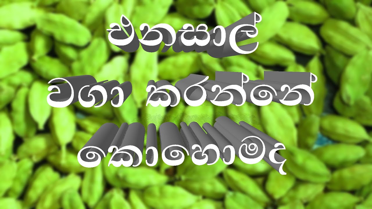 කරදමුංගු / එනසාල් වගාව cardamom cultivation sinhala YouTube