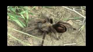tarantula.avi