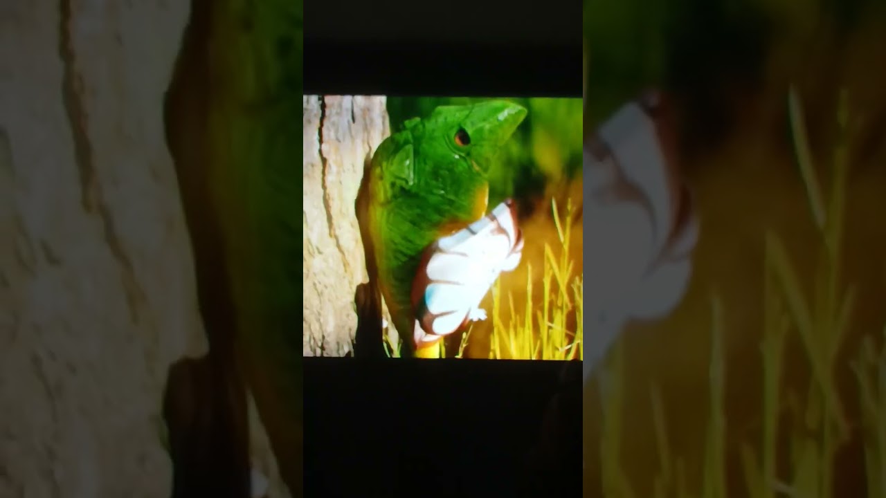 Pokemon Jamie Dunbar 