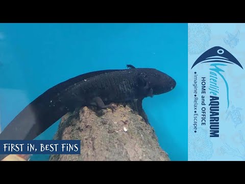 Axolotls and All Fishes | Waterlife Aquarium Ferntree Gully