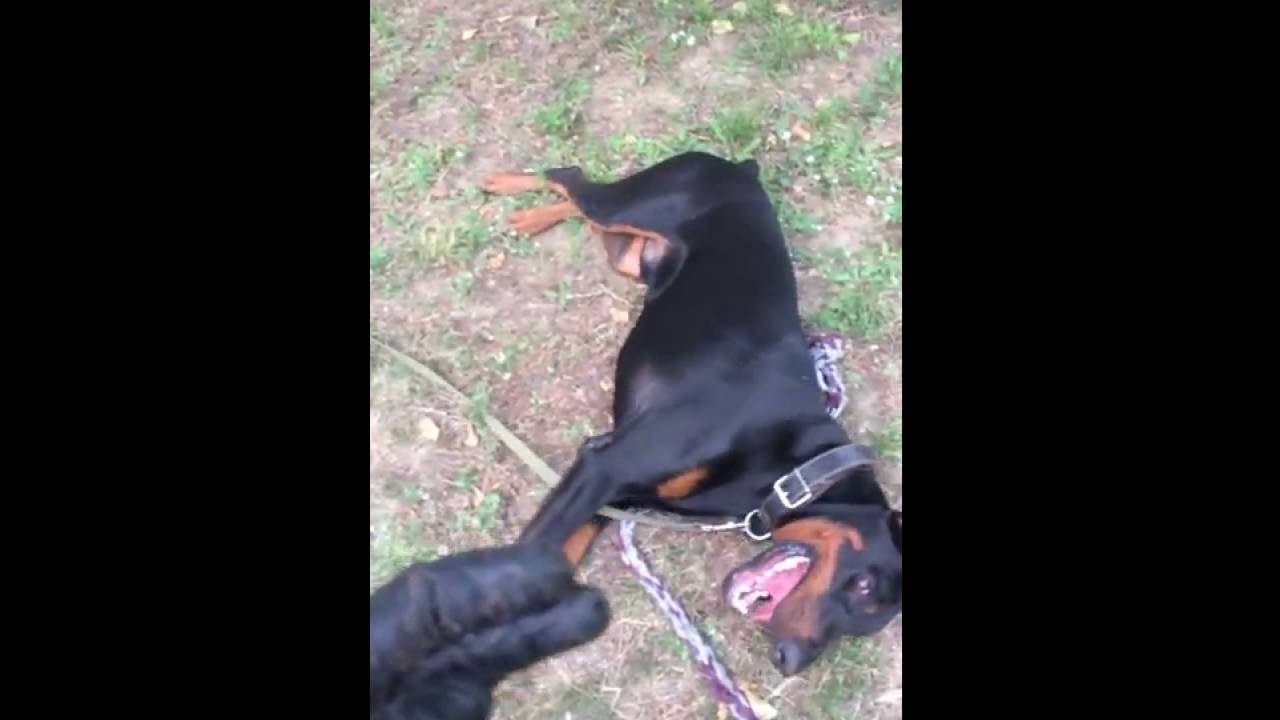 сторожевой доберман. жив ли доберман. лапа добермана. немецкий пинчер размеры. жив ли доберман.