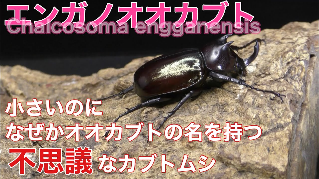 A mysterious beetle that, despite its small size, bears the name