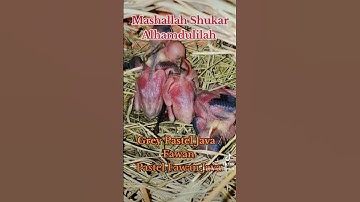 Java Sparrow Moutaion / Pastel Fawan Java /Grey Pastel Fawan #mab_aviary_karachi #birdsaviary #views