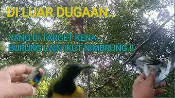 MIKAT BURCIL pakai pulut target burung sogon malah dapet banyak jenis burung liar. 