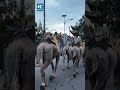 Off-duty camels hop down road in China's Dunhuang