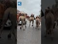 Off-duty camels hop down road in China's Dunhuang
