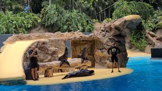 Sea Lions Show (Loro Parque Tenerife 2021)