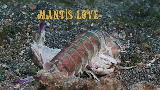 Mantis shrimp hardcore porn (watch till the end!)