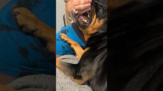 A vicious attack!! #rottweiler #rottie #dogshorts #dogs #trendingshorts #rottweilerdog #funny