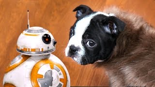 Star Wars Puppies: The Fun Awakens by BrownstoneBostonTerriers 5,814 views 8 years ago 1 minute, 53 seconds