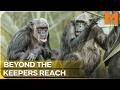 High-Stakes Gamble: Moving the Chimp Introduction Outdoors | Monkey Life | Season 17 Episode 7