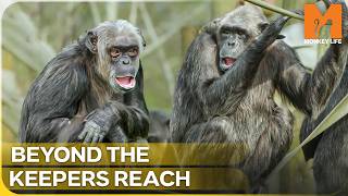High-Stakes Gamble: Moving the Chimp Introduction Outdoors | Monkey Life | Season 17 Episode 7