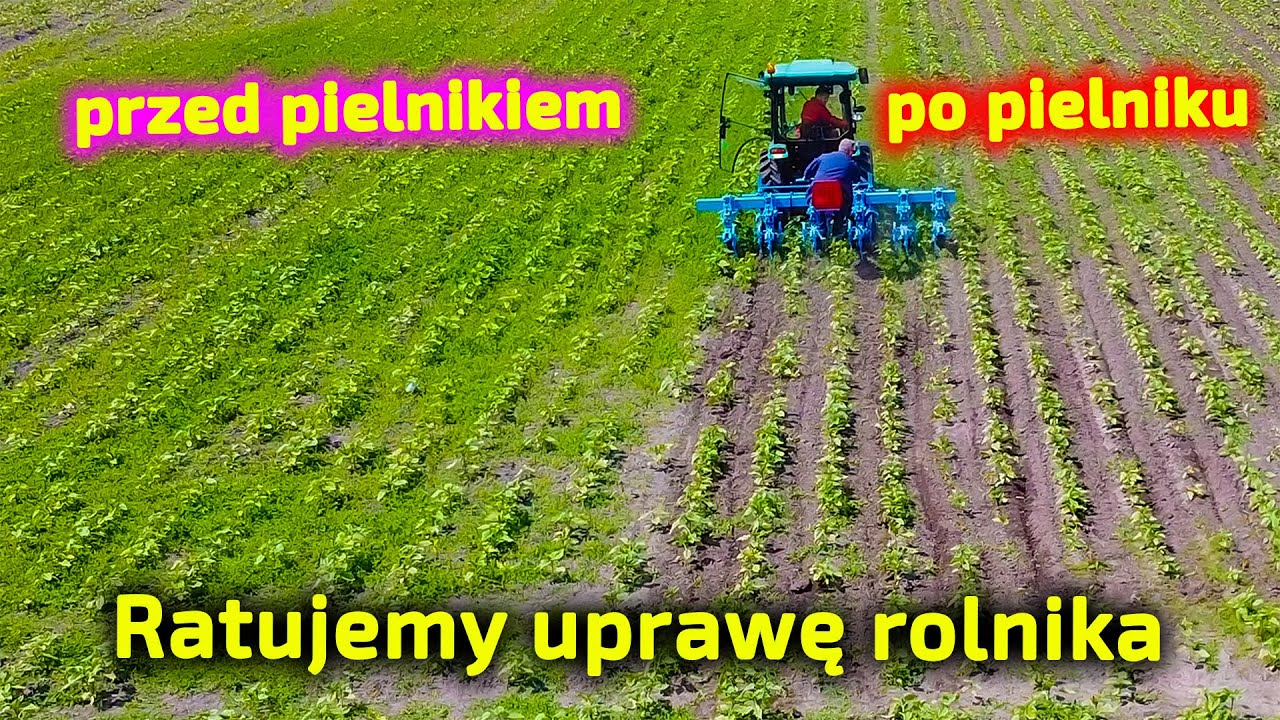 Chwasty przerosły słonecznik! 👉 Zastosować pielnik Monosem, czy chemię? 👉 Co się opłaci? [Korbanek]