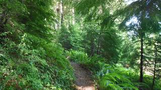Umpqua National Forest | Wikipedia audio article