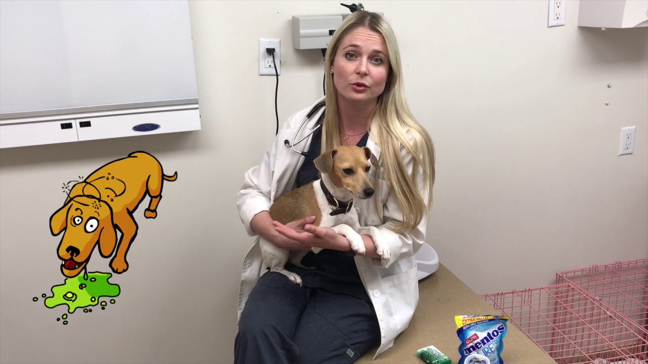 Dog Killing Ingredient! Xylitol Toxicity