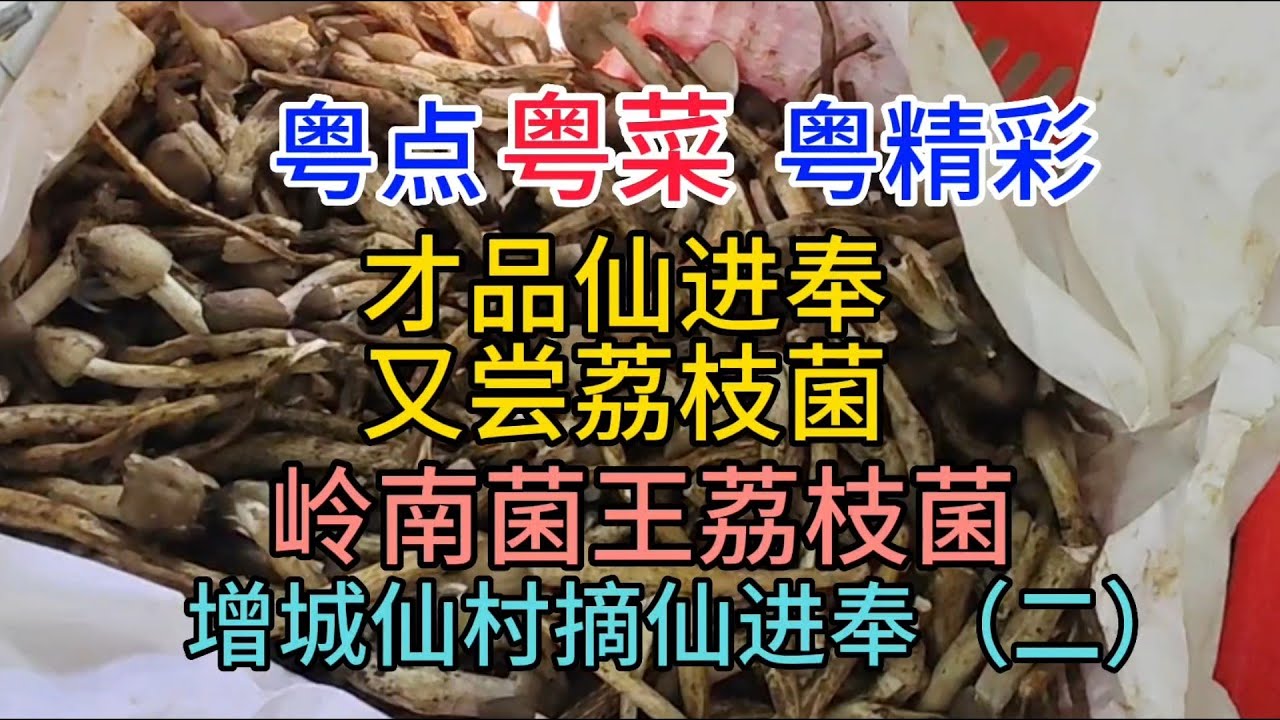 粤点粤菜粤精彩，才品仙进奉，又尝荔枝菌，岭南菌王荔枝菌，增城仙村摘仙进奉（二），粤语2023-7-5 - YouTube