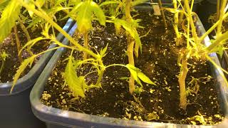 Grow weed like a guru season 2 video 6 day 39 flower.