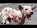 Sick Street Dog Can't Stop Wagging Her Tail | The Dodo