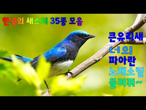 한국의 새소리 35종 모음 Singing Birds