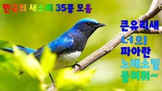 한국의 새소리 35종 모음