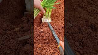 SMT 8800109 mini rotary tillage and ridging all-in one tree