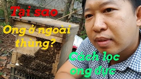 Tại sao ong đậu ở ngoài thùng? Cách lọc ong đực hiệu quả.