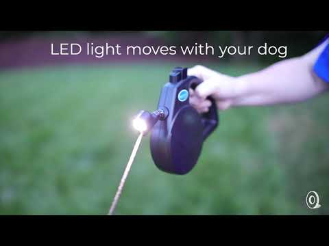 rottweiler x dalmation