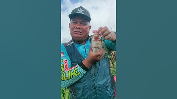 PANEN NILA BABON RAWA BIRU MERAUKE