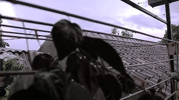 Adhitia Sofyan - After the Rain [Short Version]