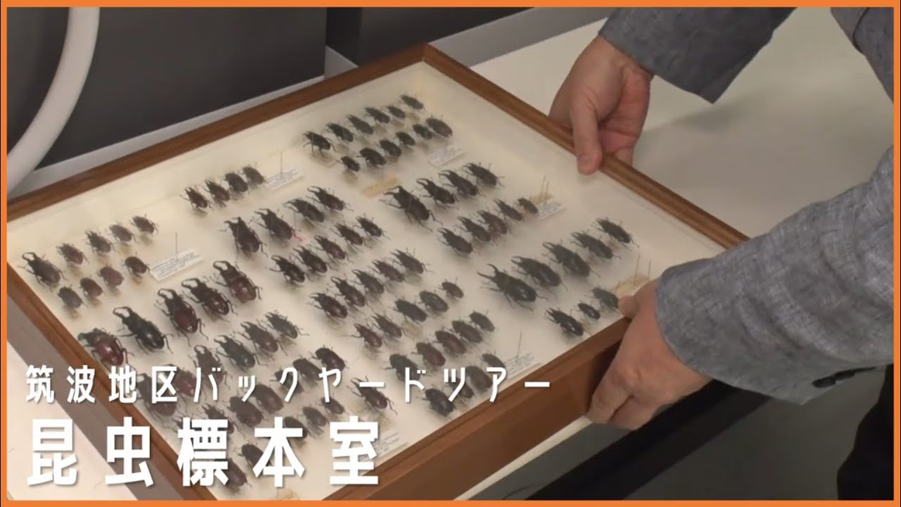 国立科学博物館　筑波地区バックヤードツアー「昆虫標本室」
