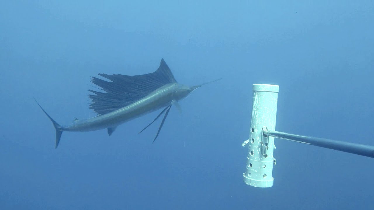 Ningaloo Coast Midwater BRUVS