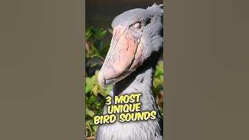 These 3 Bird Sounds Will Blow Your Mind, Mate‼️😱