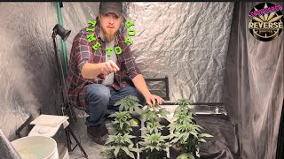 How to grow weed topping plants breeder reverse genetics 6 strains 5x5 indoor grow Gaia organic