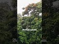 #rain #rainsounds #nature